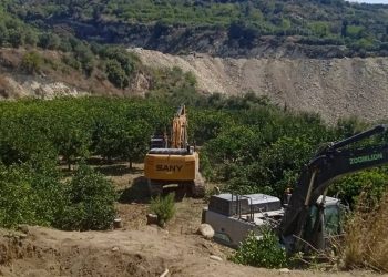 Zeytin ağaçlarının köklerinden gelen kadınlar