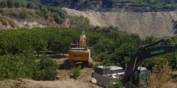 Zeytin ağaçlarının köklerinden gelen kadınlar